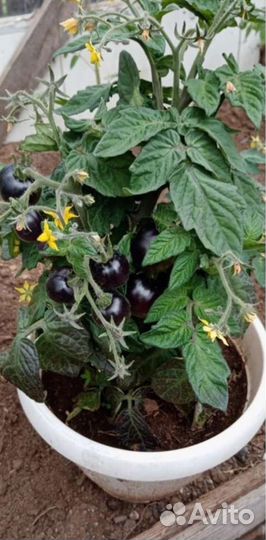 Рассада томата черри блэк патио