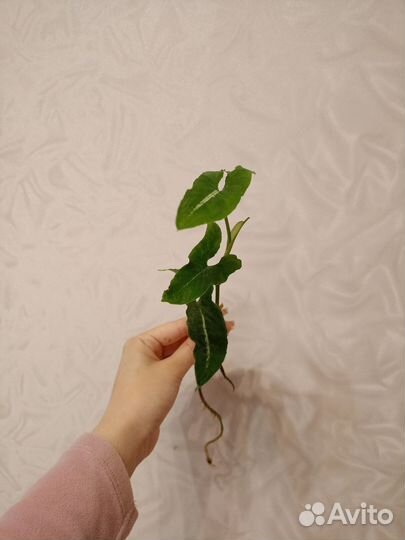 Сингониум, монстера