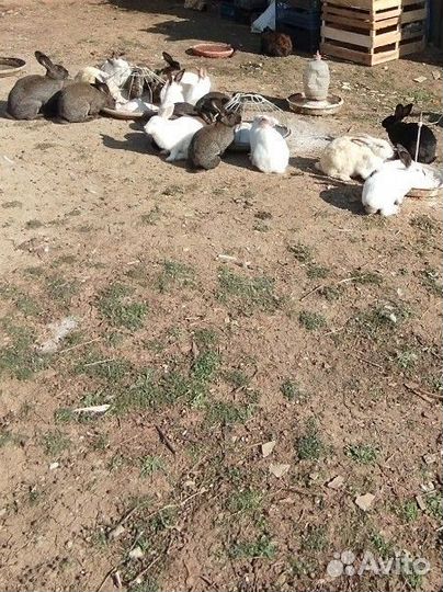 Колифорнийские кролики