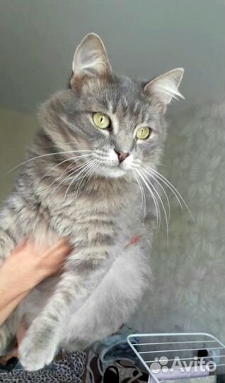 Кошечка Адель