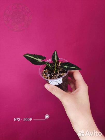 Сингониум Деликат Вельвет/Syng Delicate Velvet