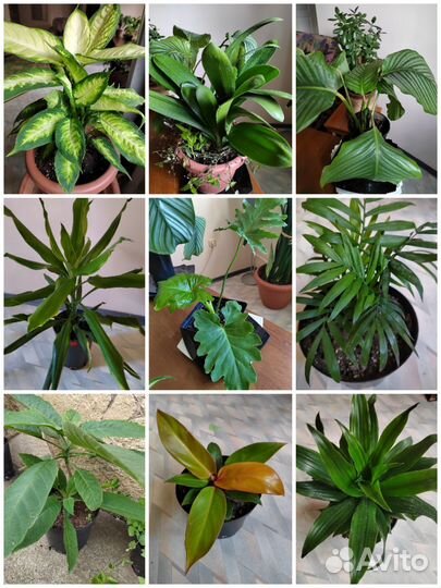 Комнатные цветы в ассортименте