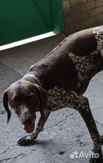 Собака курцхаар щенки