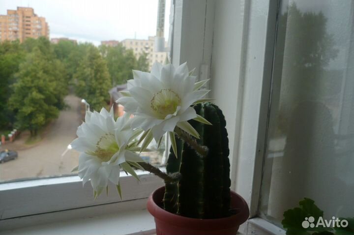 Детки кактуса цветущего