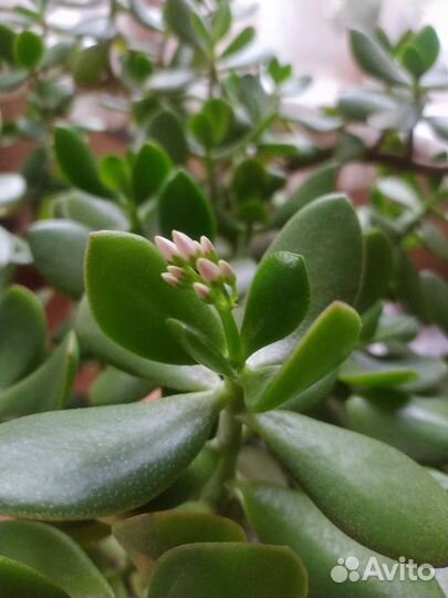 Денежное дерево 57см, толстянка (crassula ovata)