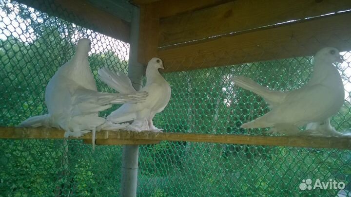 Голуби бакинцы, пермяки и луганские