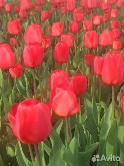 Луковицы тюльпанов