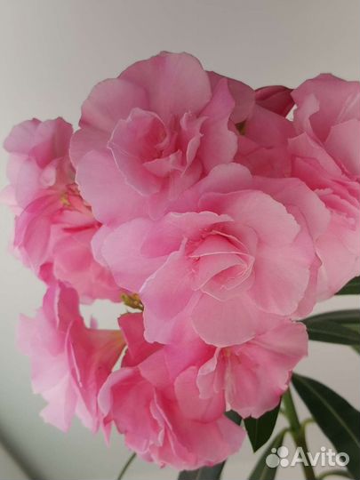 Комнатные растения олеандр