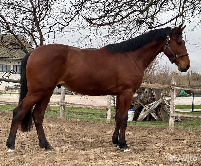 Лошади и пони в спорт,разведение,под любителя