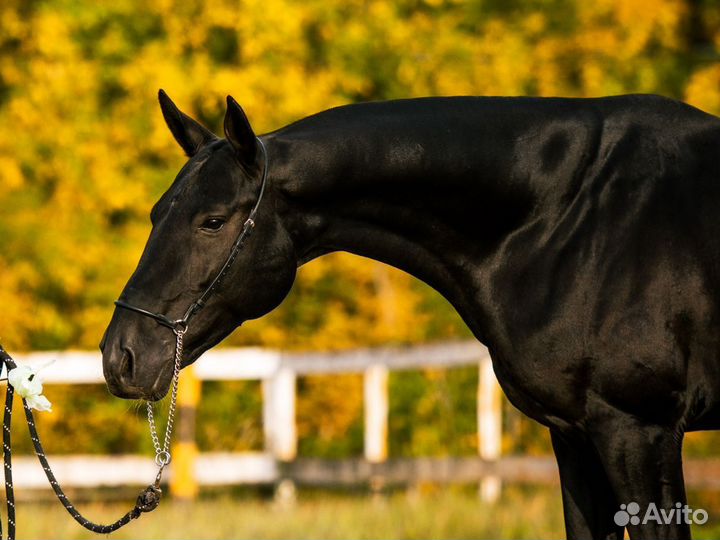 Ахалтекинский жеребец
