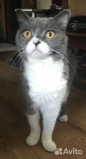 Отдам кота