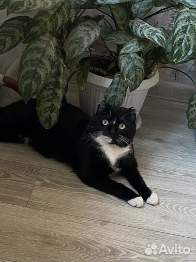 Котик в добрые руки