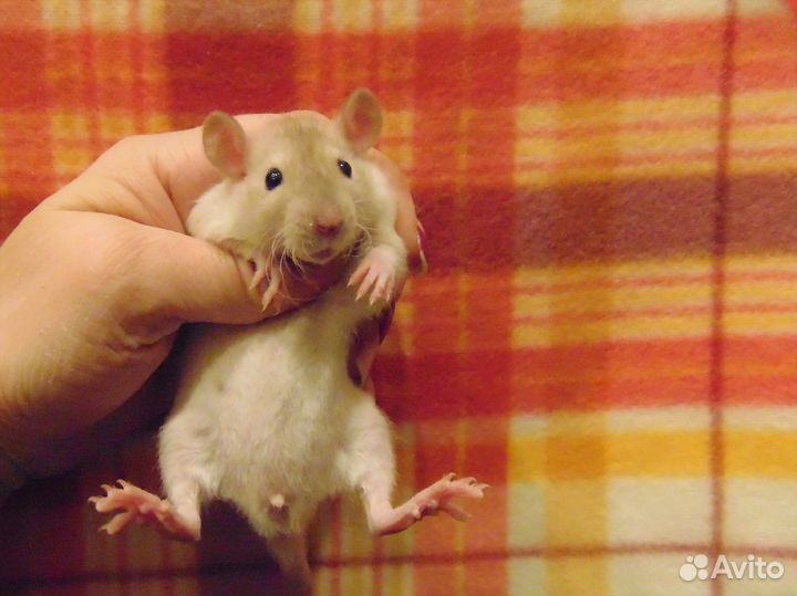 Крысята хаски, капюшоны,блейзы,бурмизы, сиамы