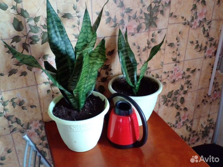 Сансевиерия или щучий хвост