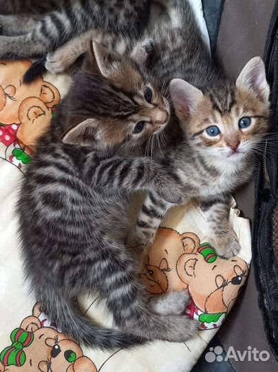 Бенгальские котята
