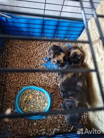 Морская свинка мальчик