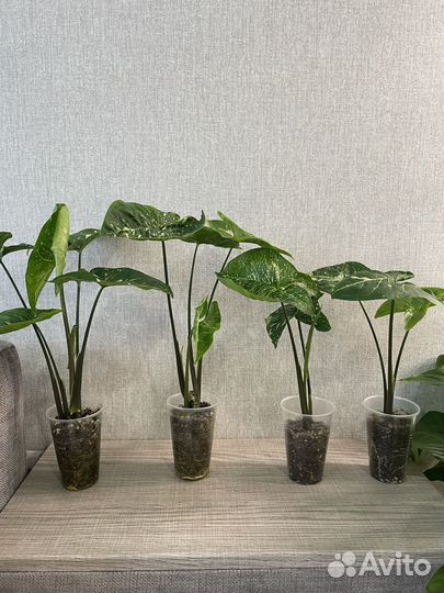 Сингониум panda