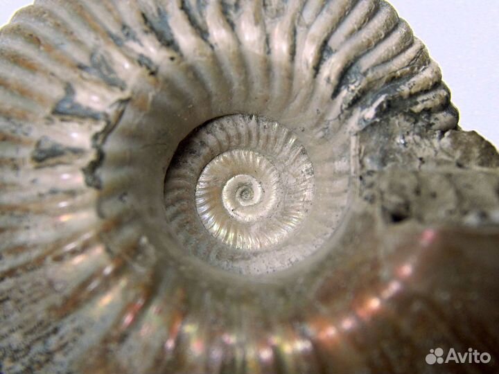 Аммонит Eboraciceras carinatum