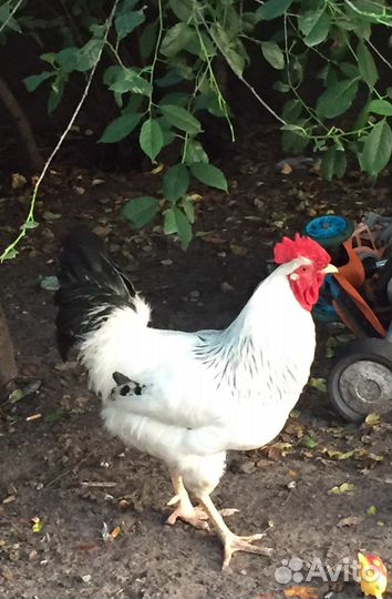 Петухи Адлерская Серебристая