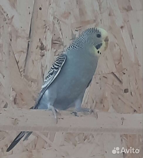 Волнистый попугай