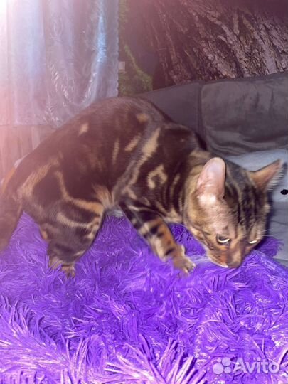 Бенгальский кот