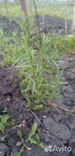 Тархун (Эстрагон) саженцы