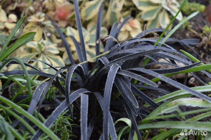 Офиопогон черный. Весна 23