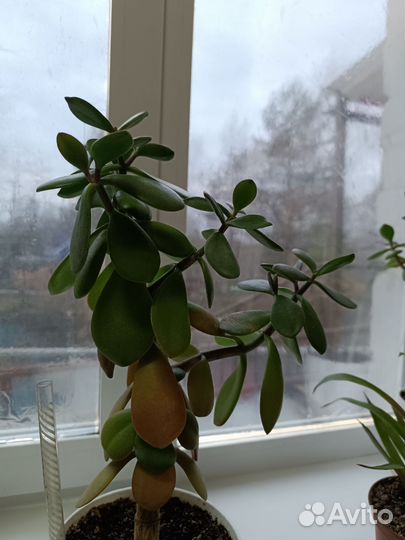 Толстянка, крупный лист, столетник