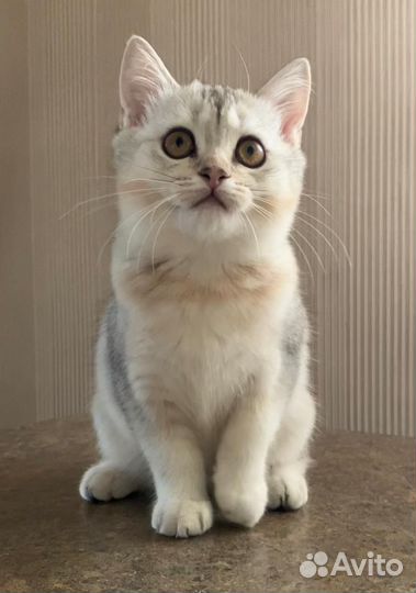 Шотландская девочка