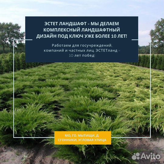 Можжевельник средний (карикоми)