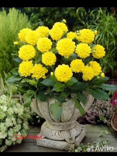 Георгины патио, рассада