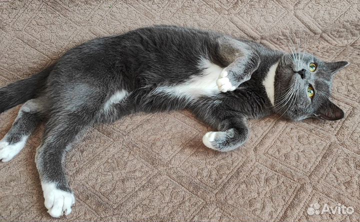 Кошки в добрые руки