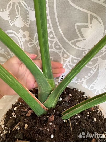 Монстера океан минт