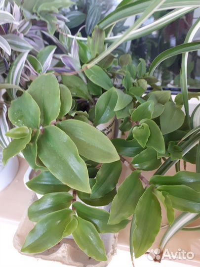 Комнатные цветы