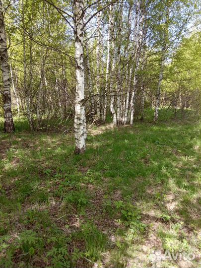 Берёза на корню на дрова