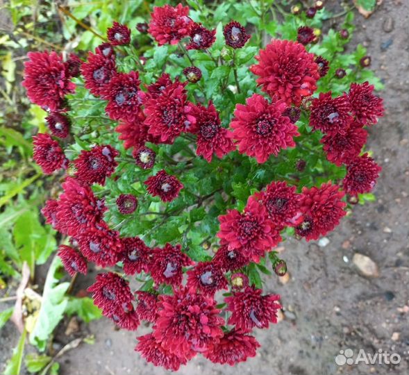 Хризантемы мультифлора