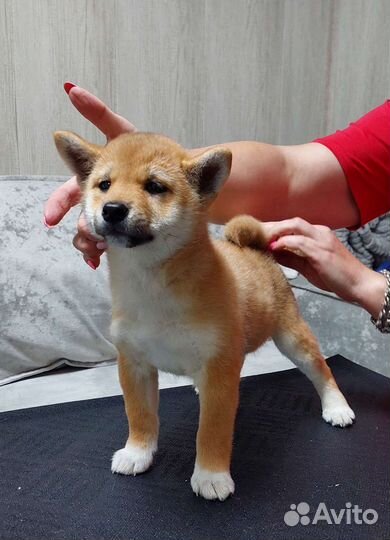 Сиба ину девочка