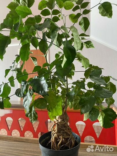 Радермахера бонсай