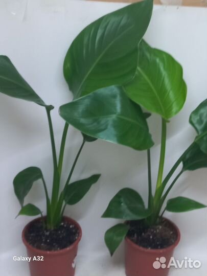 Стрелиция николая