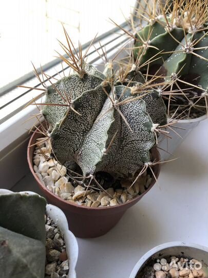 Кактусы редкие