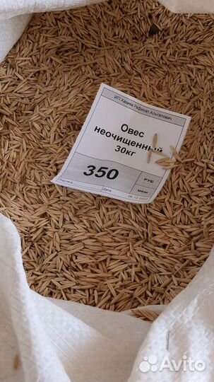 Овес неочищенный