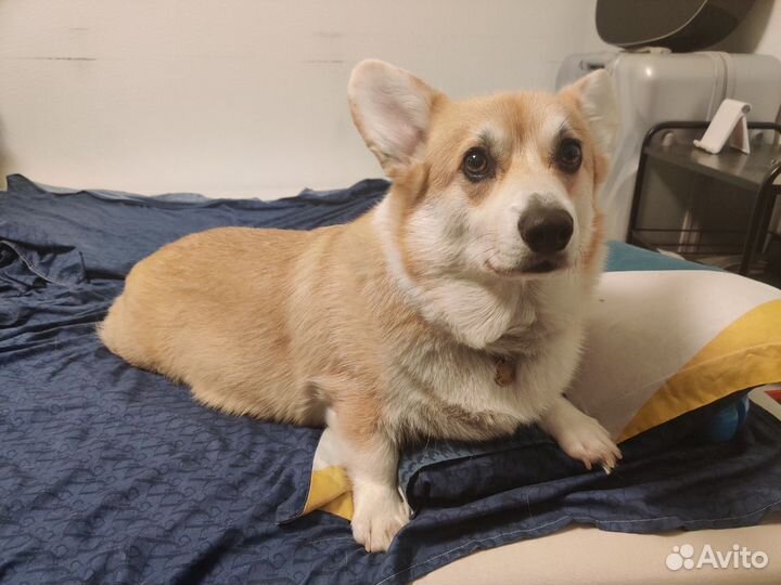 Умный когтерез, с пилкой и LED фонарём