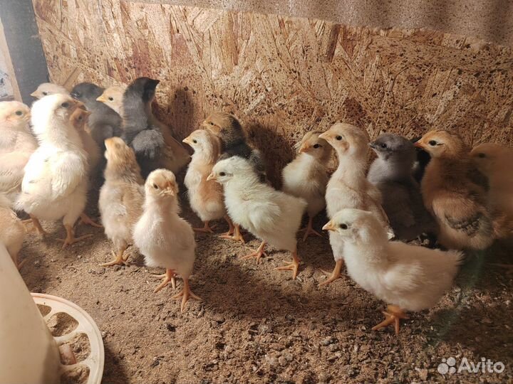 Цыплята