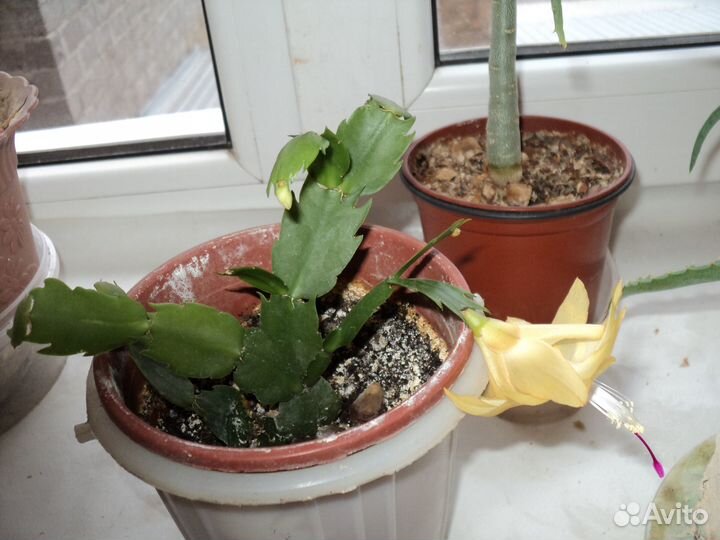 Комнатные растения