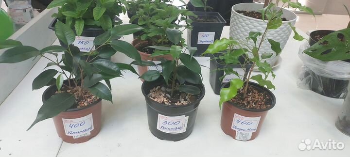 Фикусы, эпипремнумы, монстера