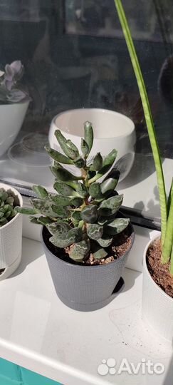 Литопс. Взрослое растение