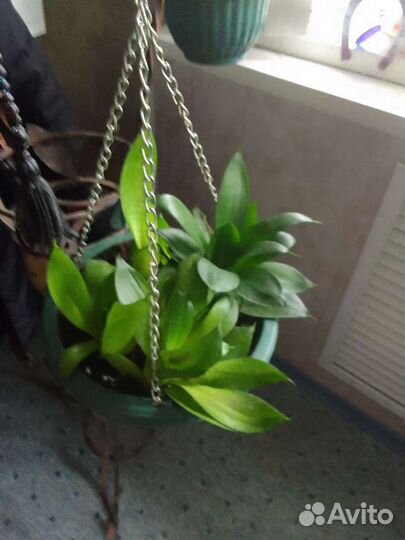 Спатифиллум