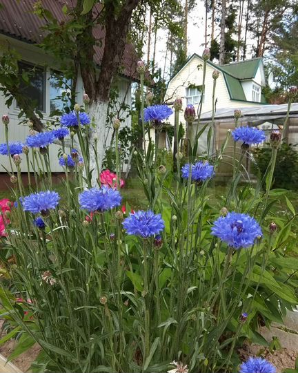 Дача 37,5 м² на участке 6,6 сот.