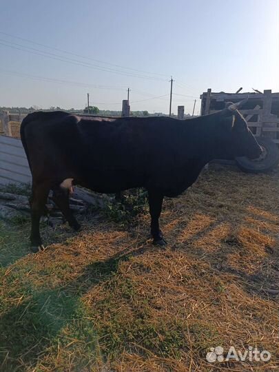 Корова с теленком