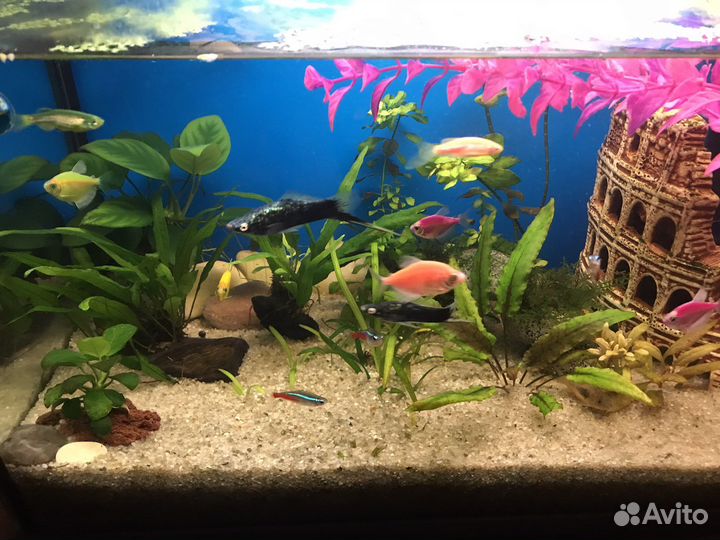 Аквариум 70л